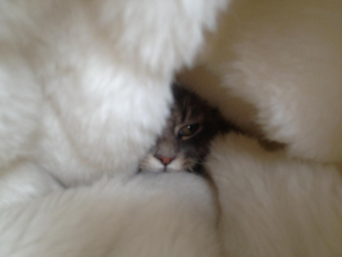 Maine Coon Melissa billede 18