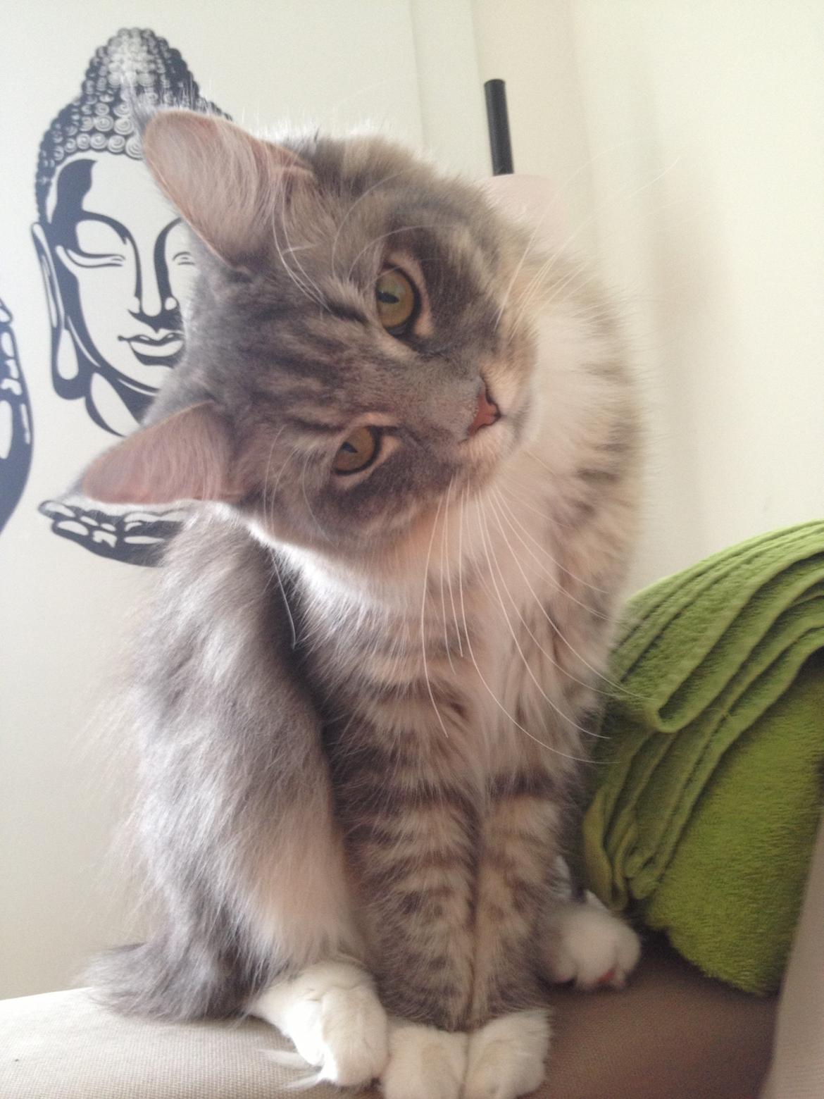 Maine Coon Melissa billede 19