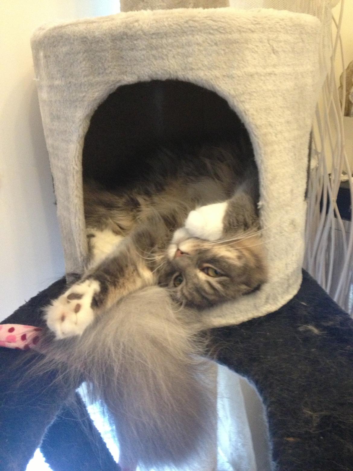 Maine Coon Melissa billede 20