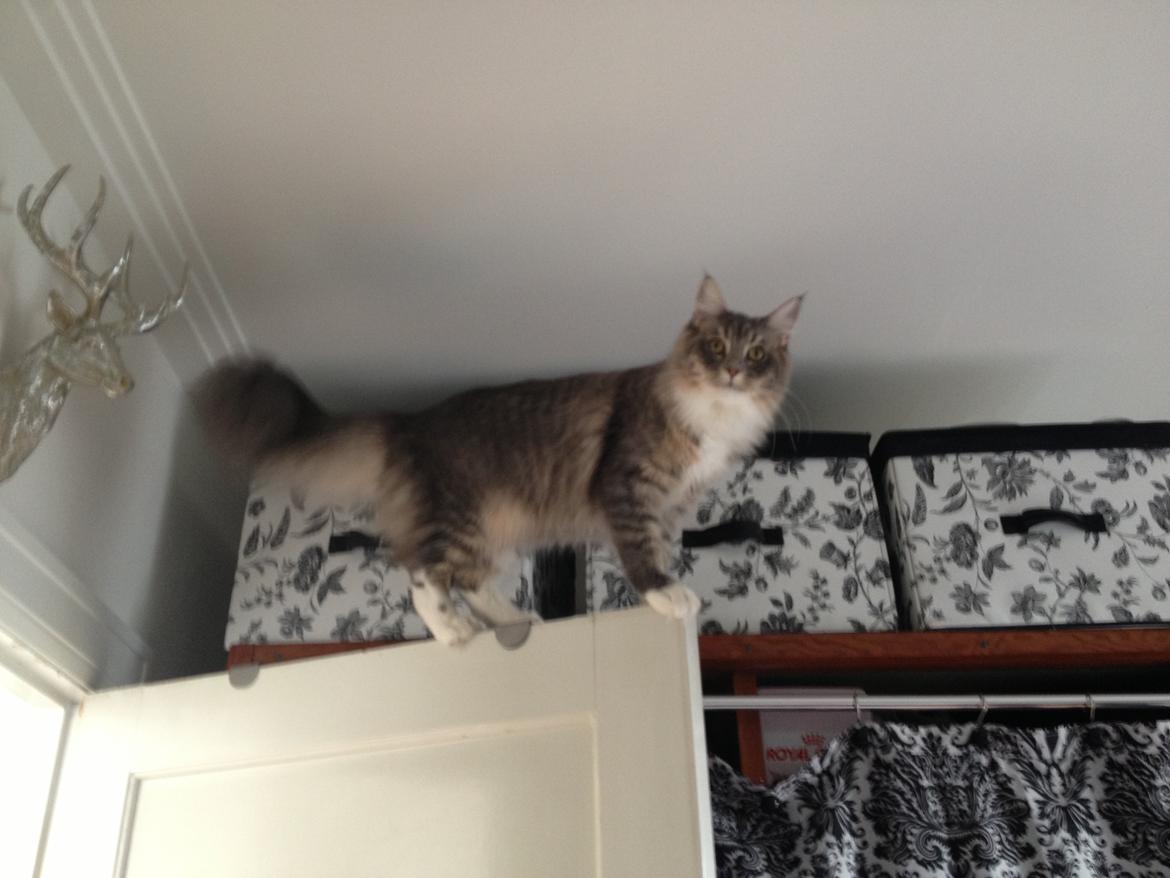 Maine Coon Melissa billede 21