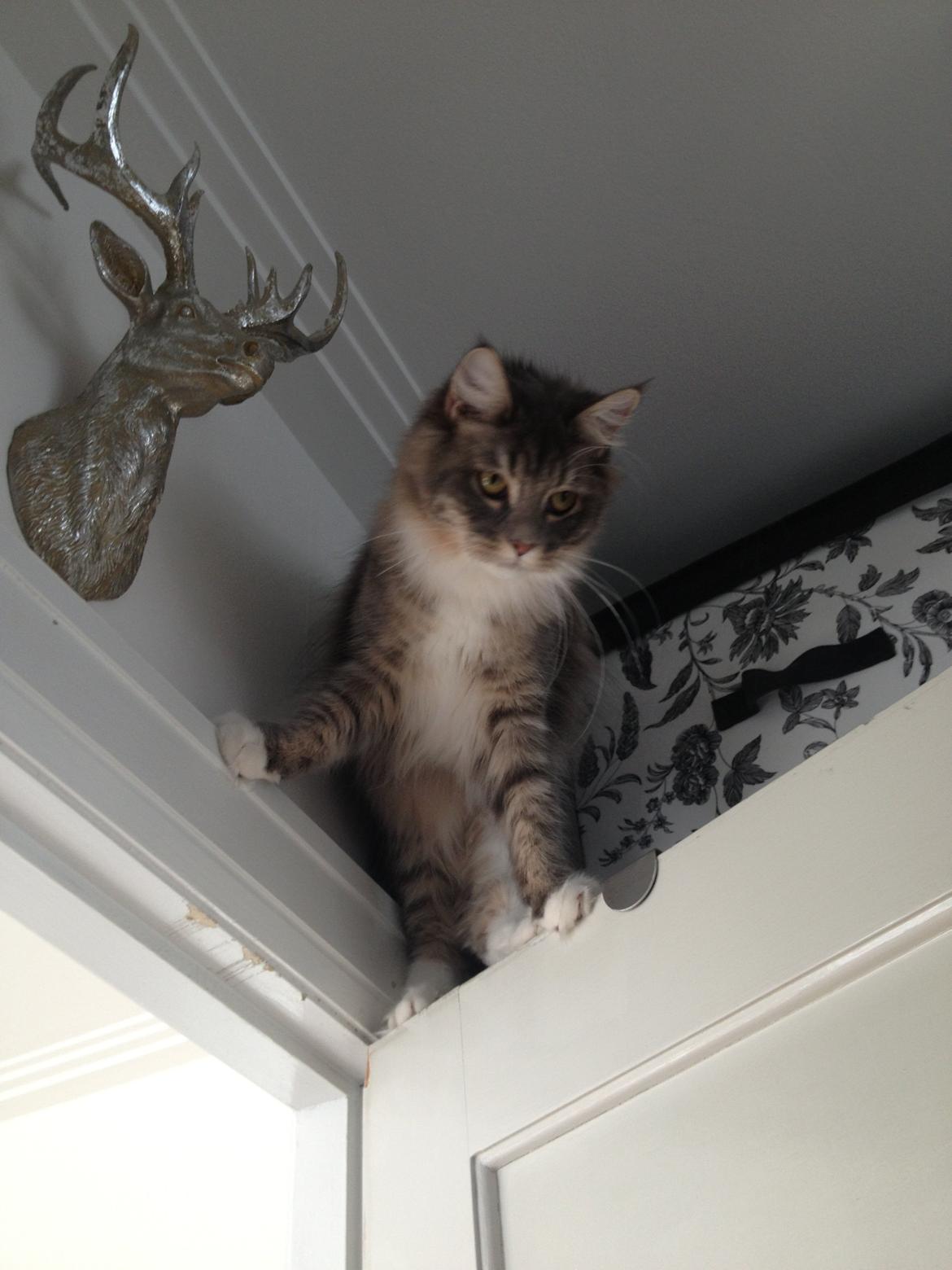 Maine Coon Melissa billede 23