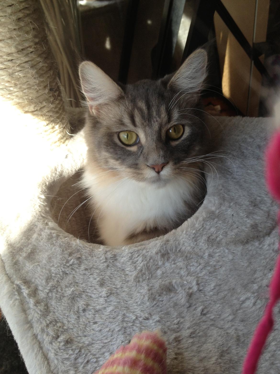 Maine Coon Melissa billede 22