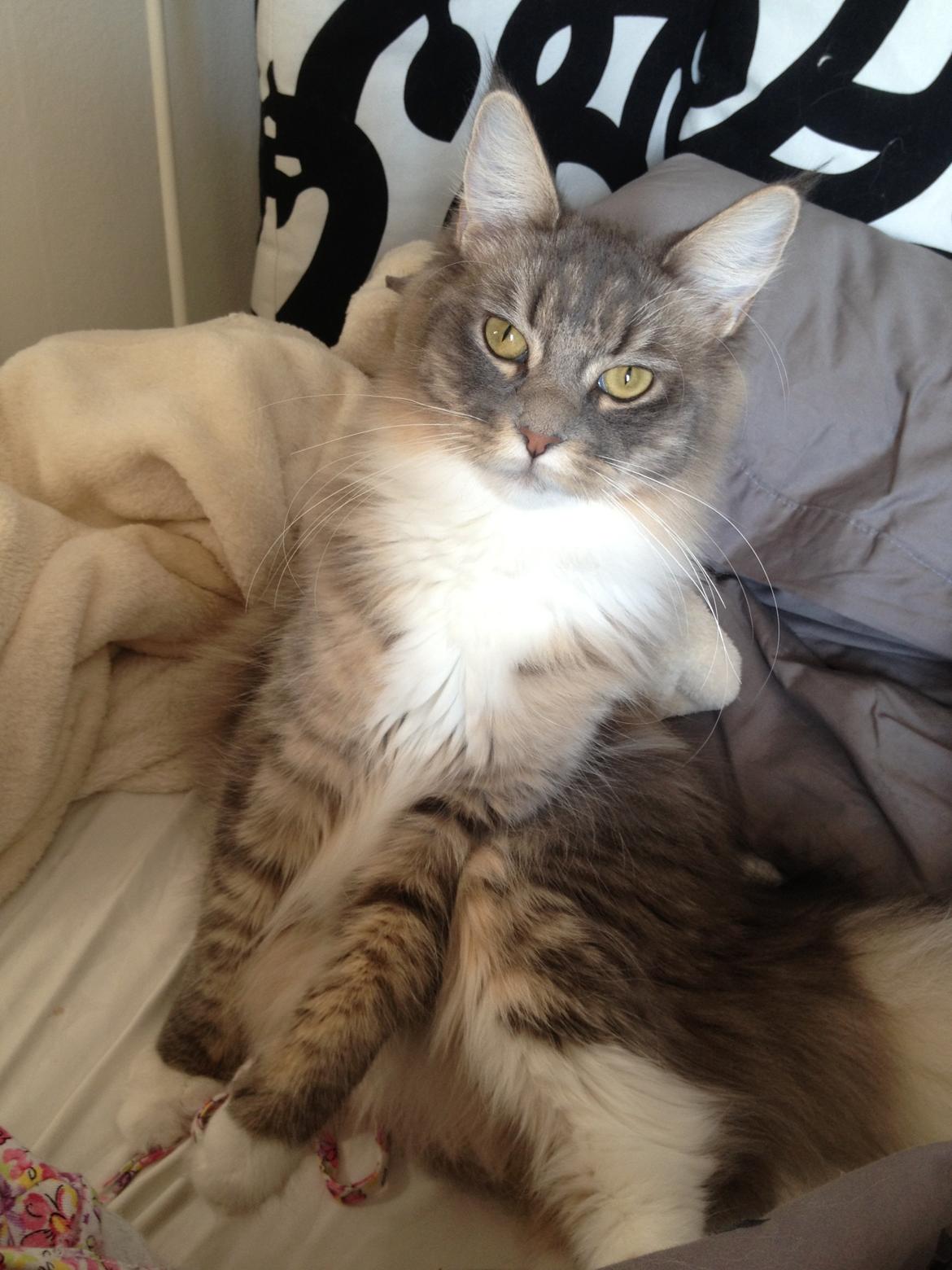 Maine Coon Melissa billede 24