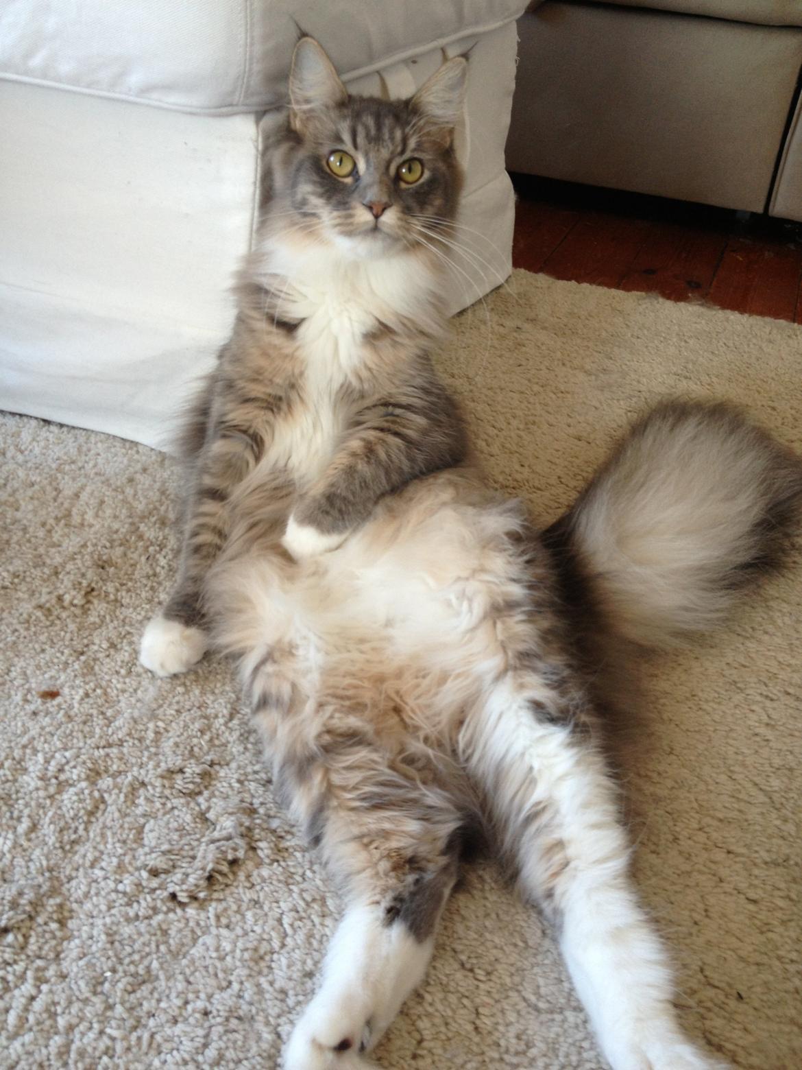 Maine Coon Melissa billede 25