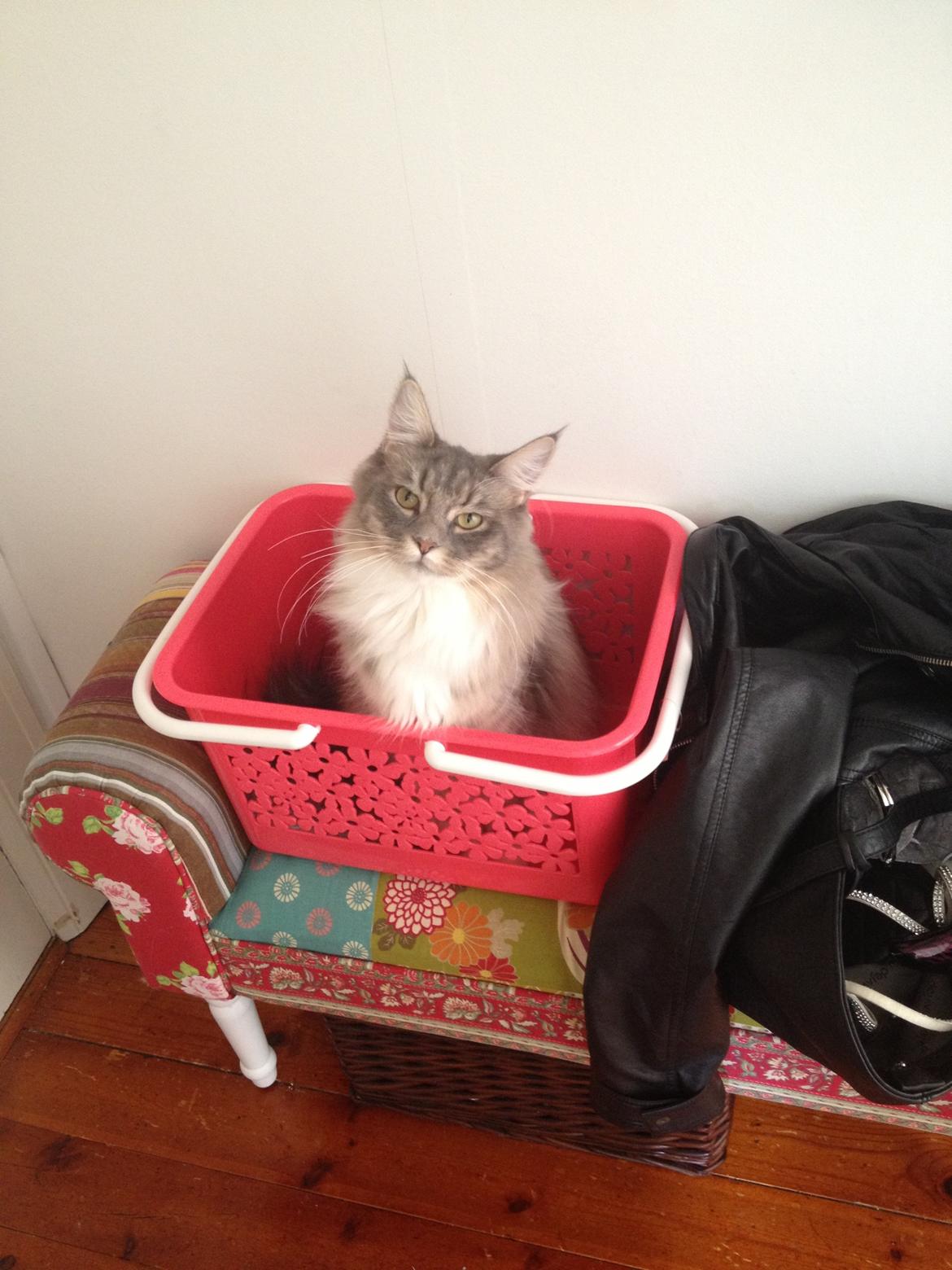 Maine Coon Melissa billede 26