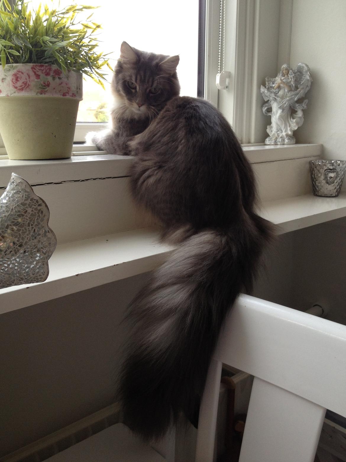 Maine Coon Melissa billede 27