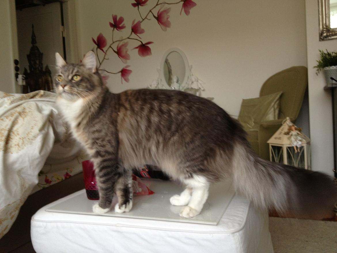 Maine Coon Melissa billede 28