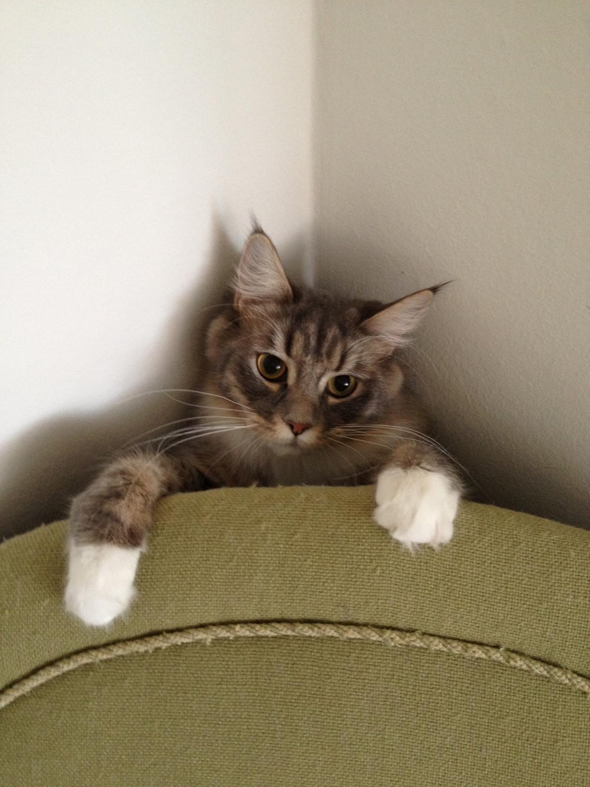 Maine Coon Melissa billede 29