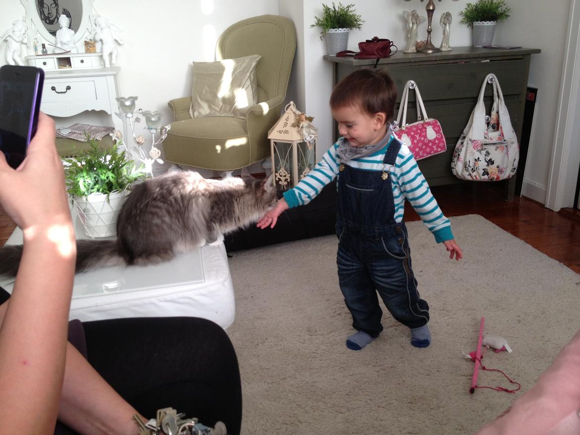 Maine Coon Melissa billede 30