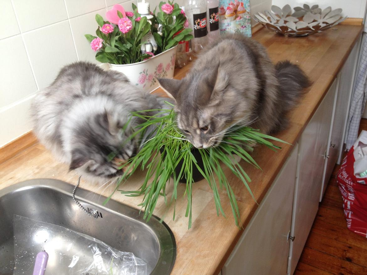 Maine Coon Melissa billede 31