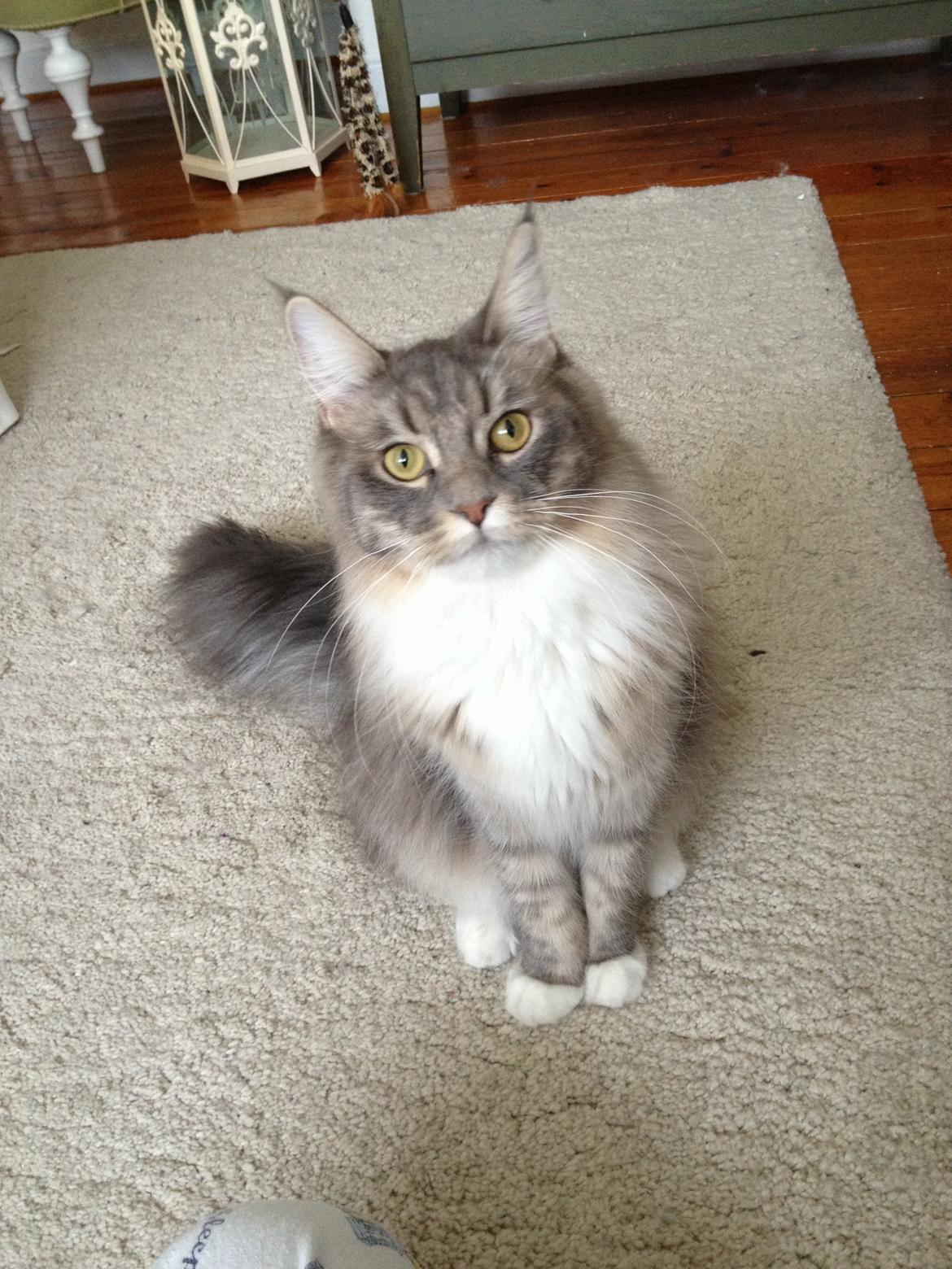Maine Coon Melissa billede 33