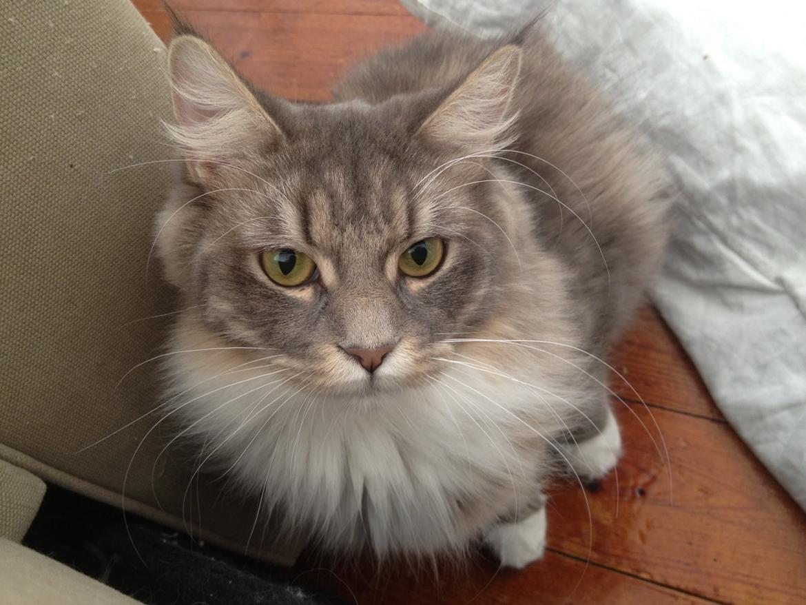 Maine Coon Melissa billede 32