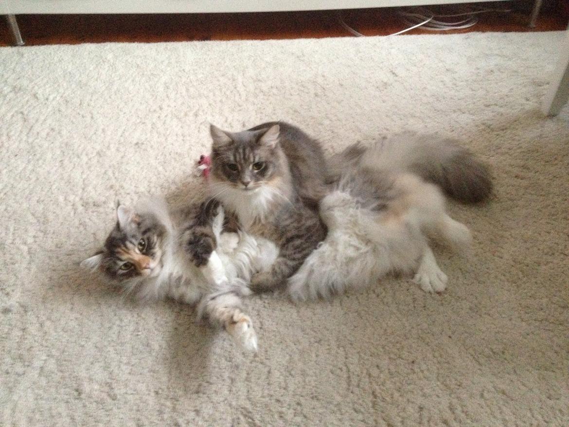 Maine Coon Melissa billede 34