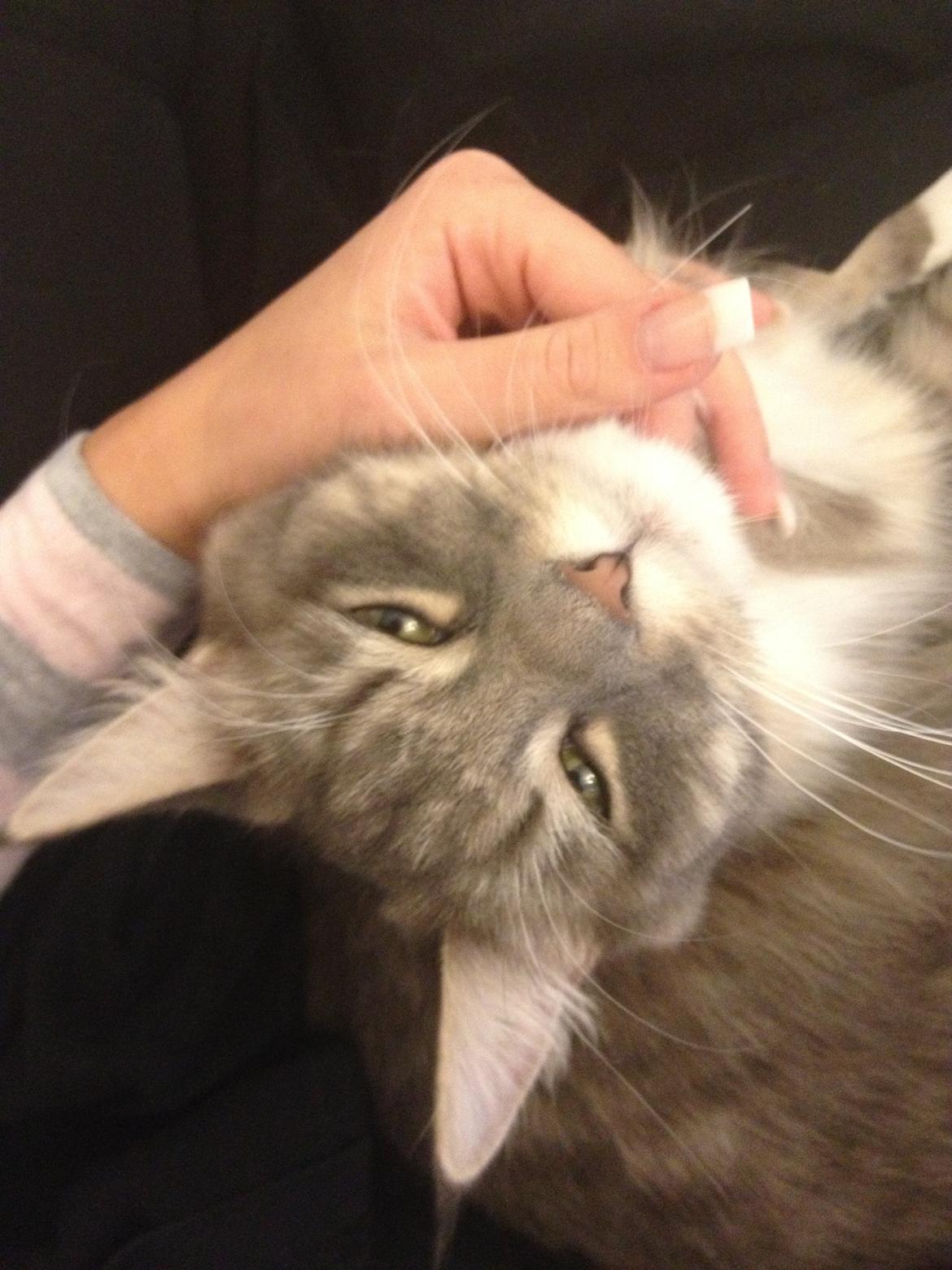 Maine Coon Melissa billede 35