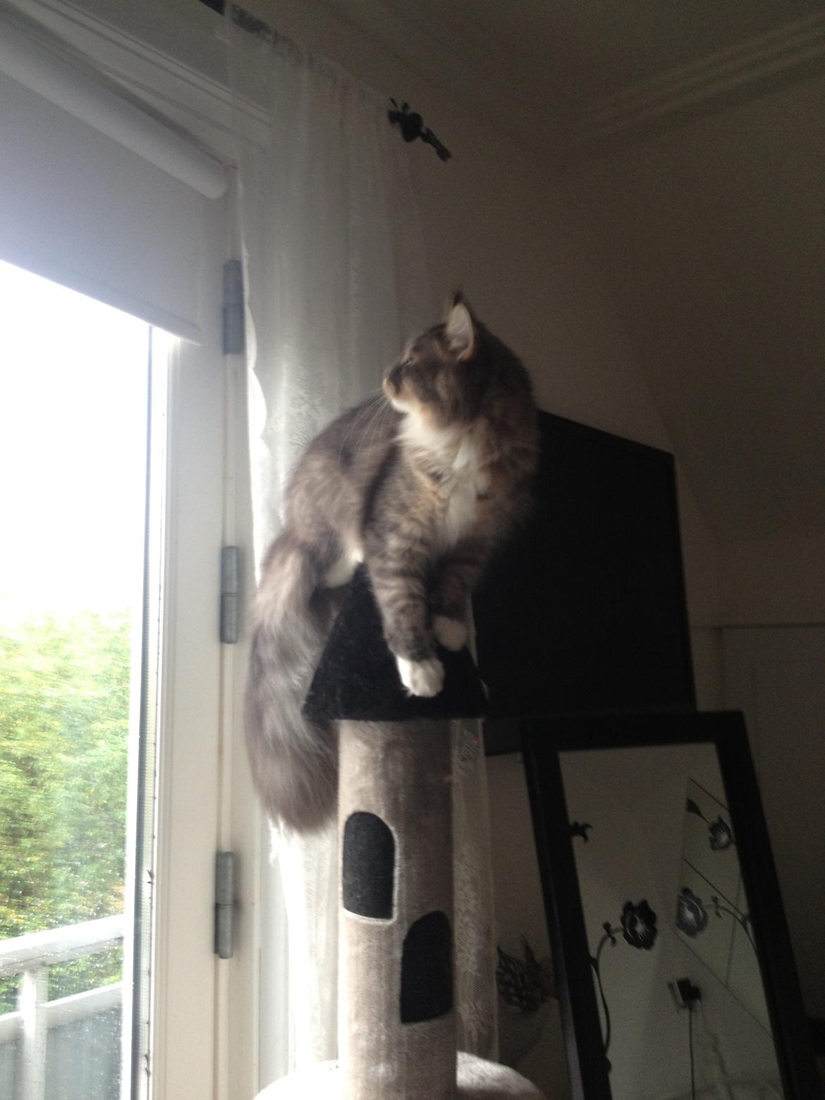 Maine Coon Melissa billede 36