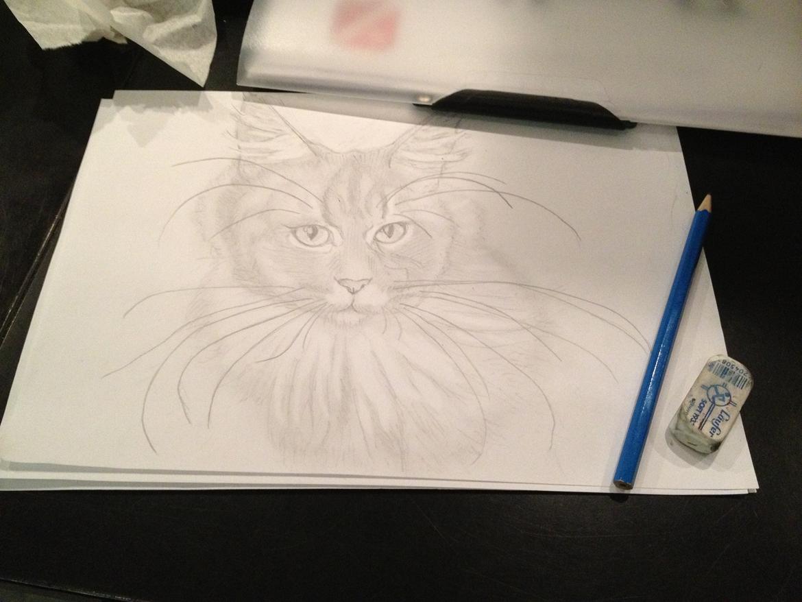 Maine Coon Melissa billede 37