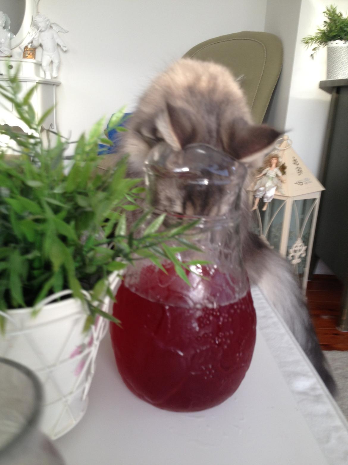 Maine Coon Melissa billede 38