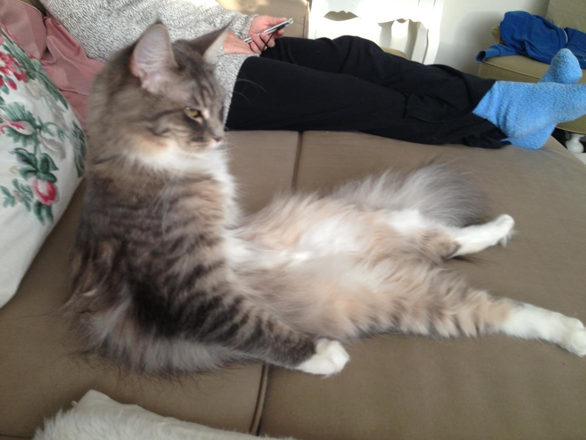 Maine Coon Melissa billede 39