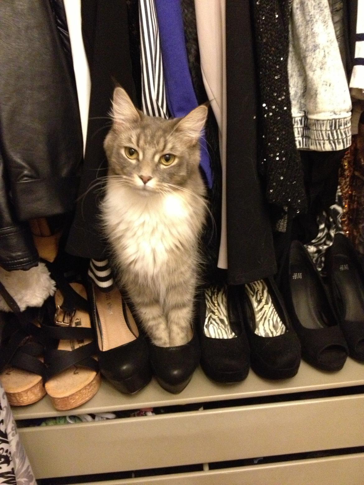 Maine Coon Melissa billede 40