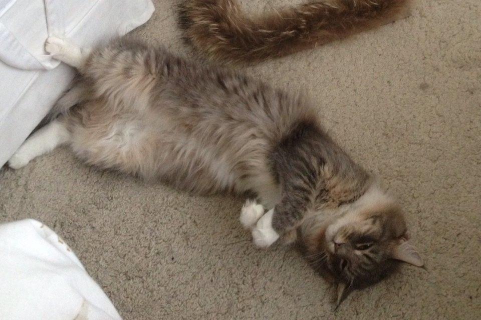 Maine Coon Melissa billede 41