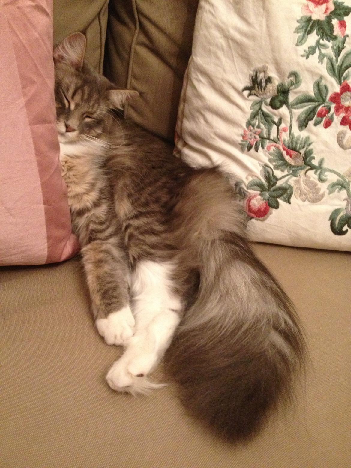 Maine Coon Melissa billede 42