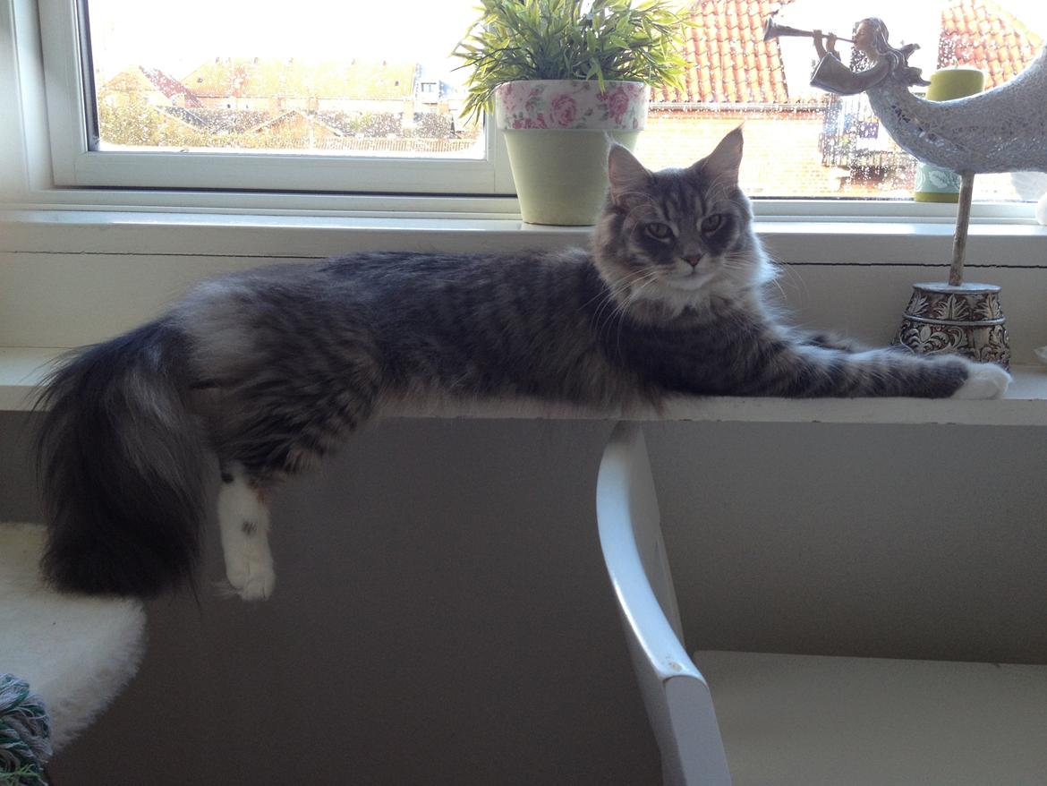 Maine Coon Melissa billede 43