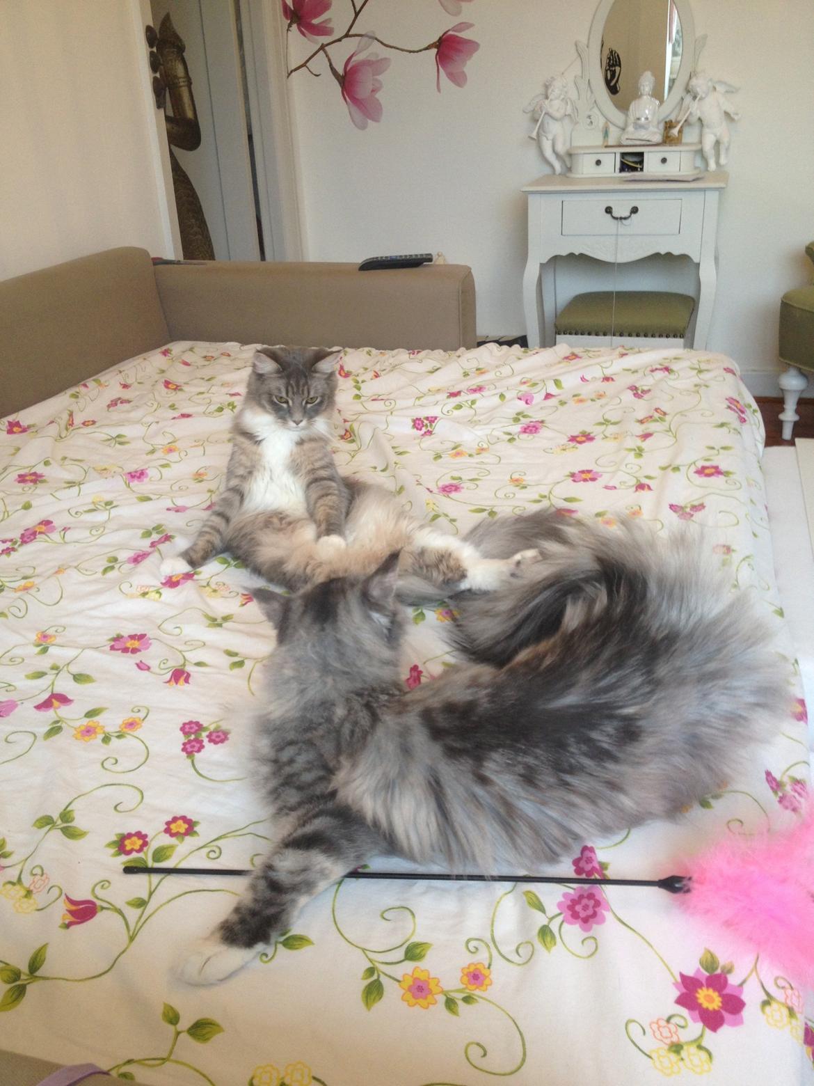 Maine Coon Melissa billede 44