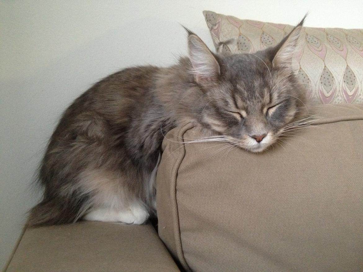 Maine Coon Melissa billede 45