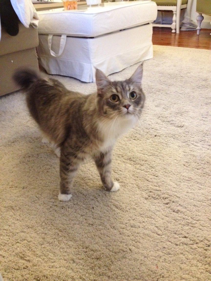 Maine Coon Melissa billede 46