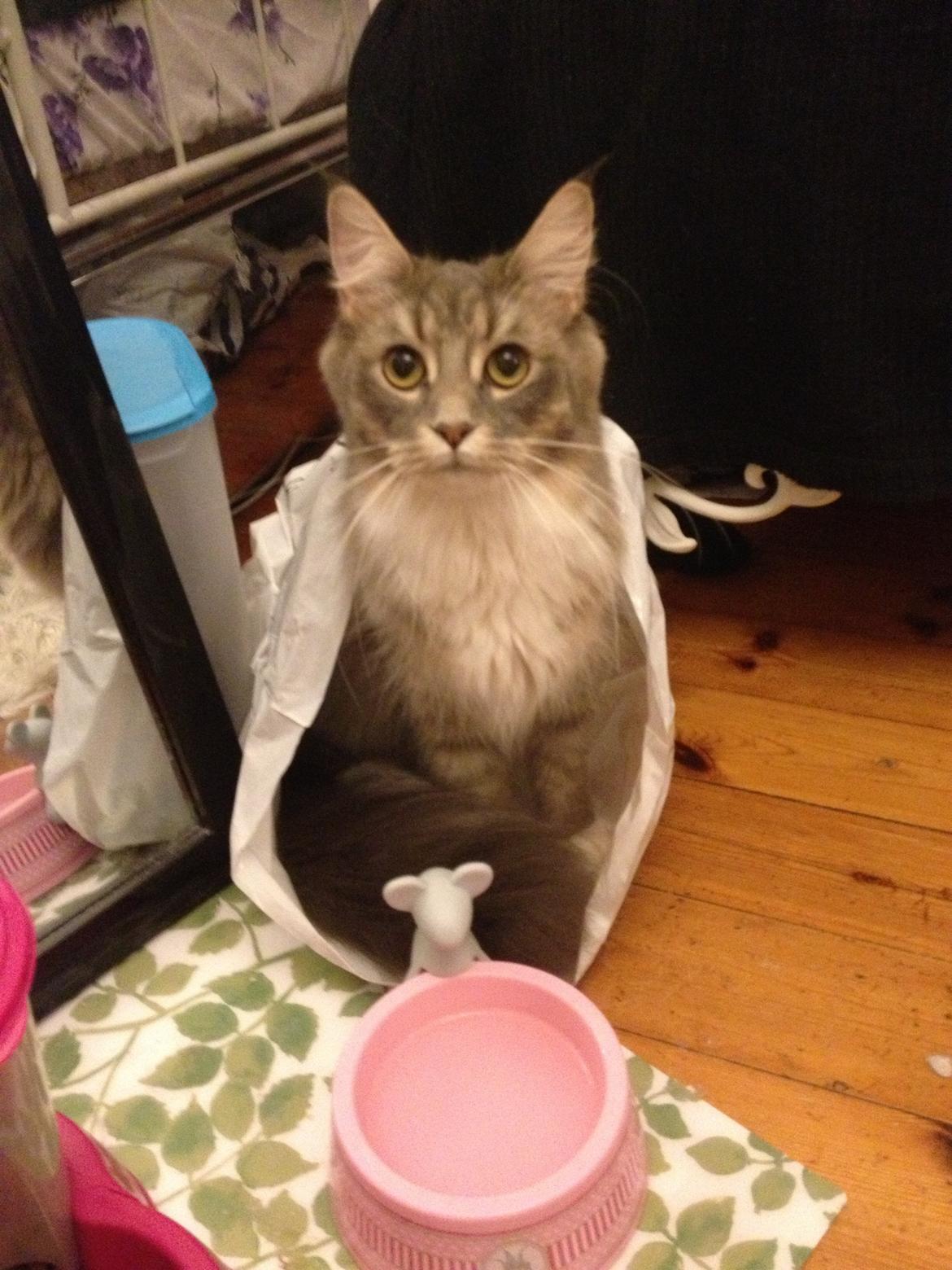 Maine Coon Melissa billede 47