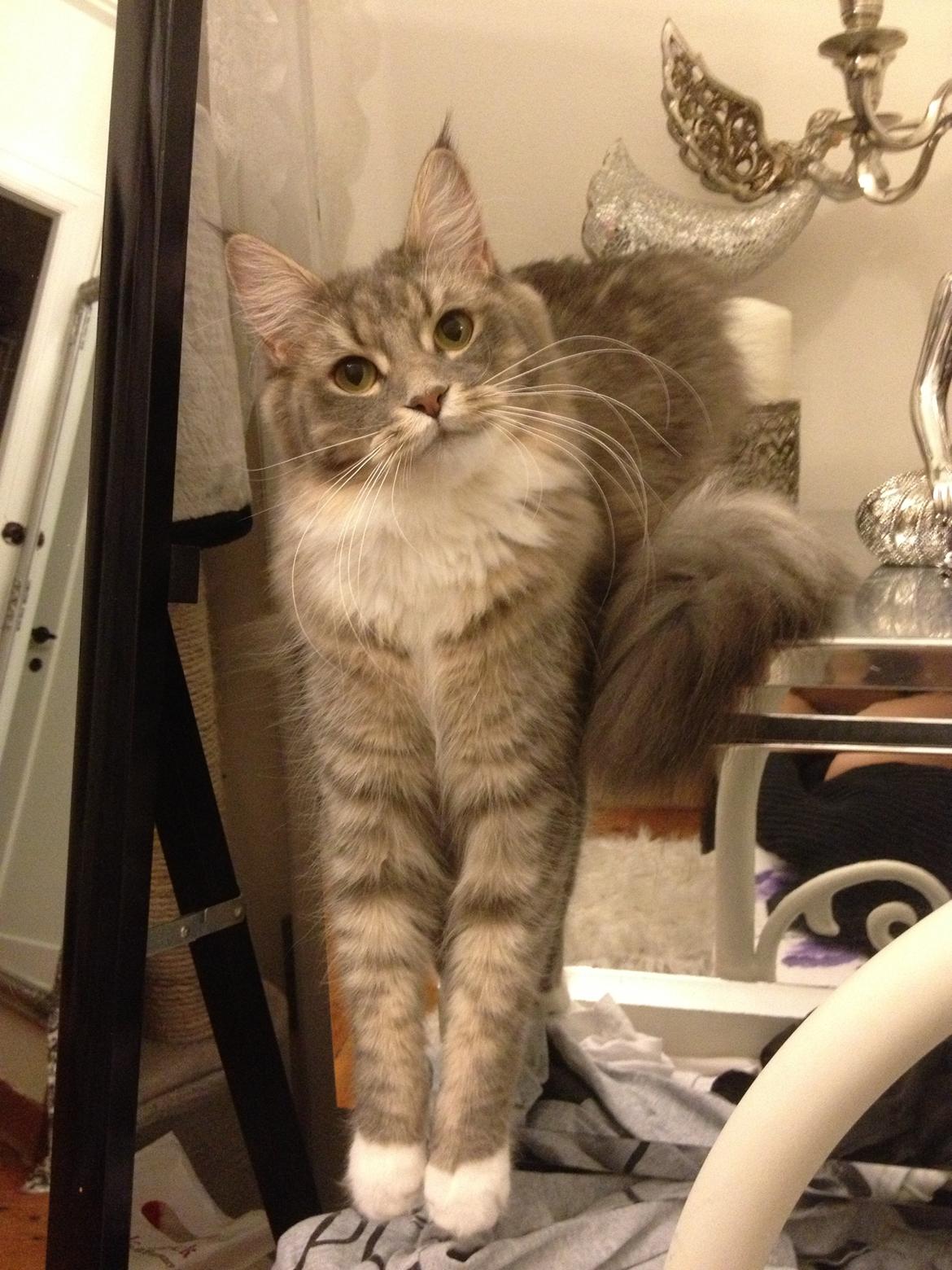 Maine Coon Melissa billede 48