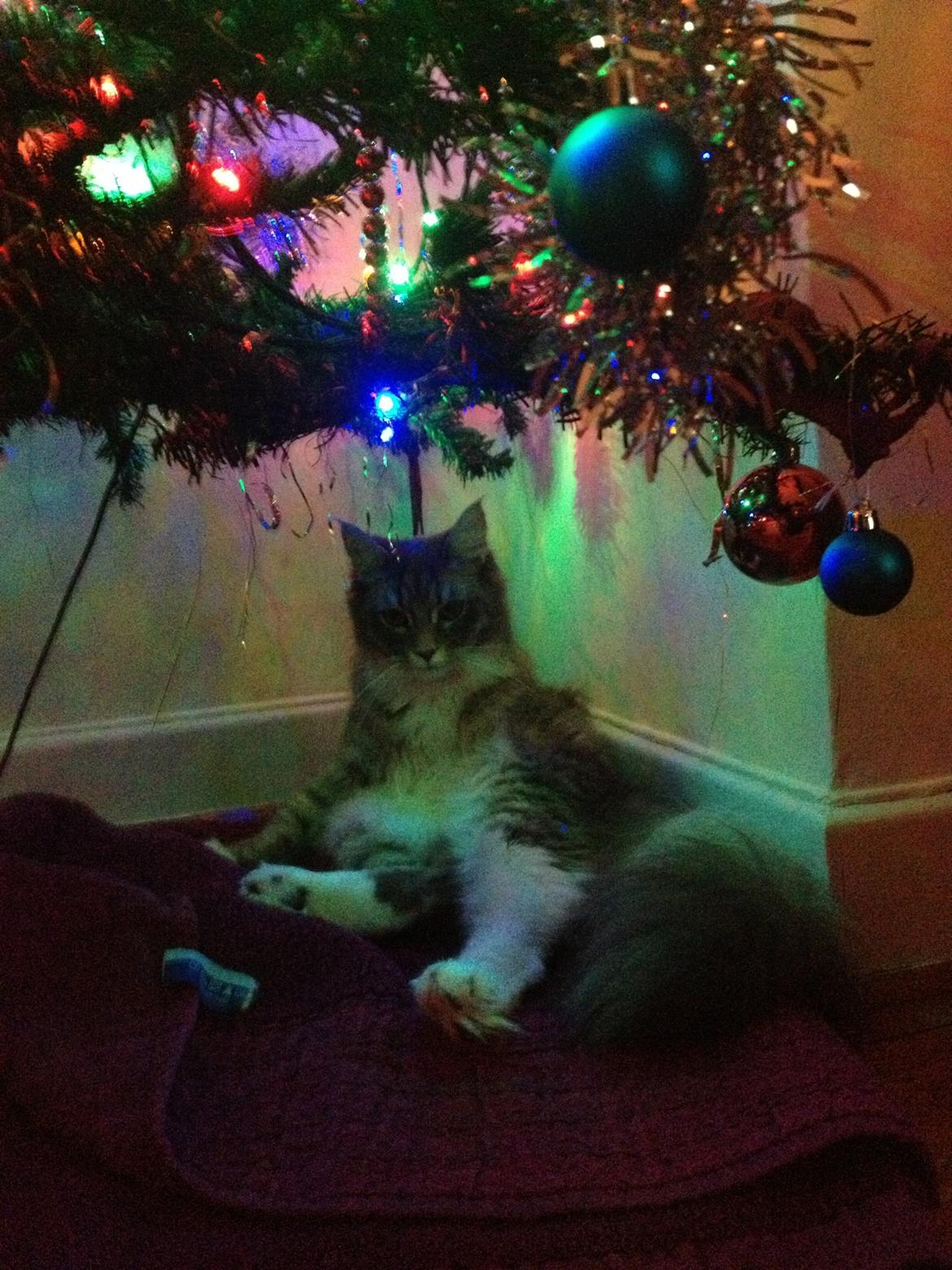 Maine Coon Melissa billede 49