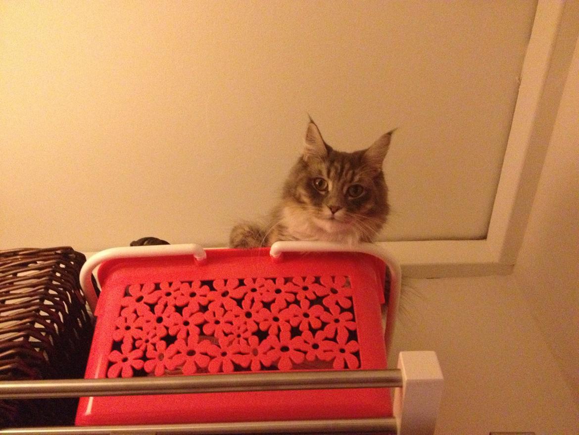 Maine Coon Melissa billede 50