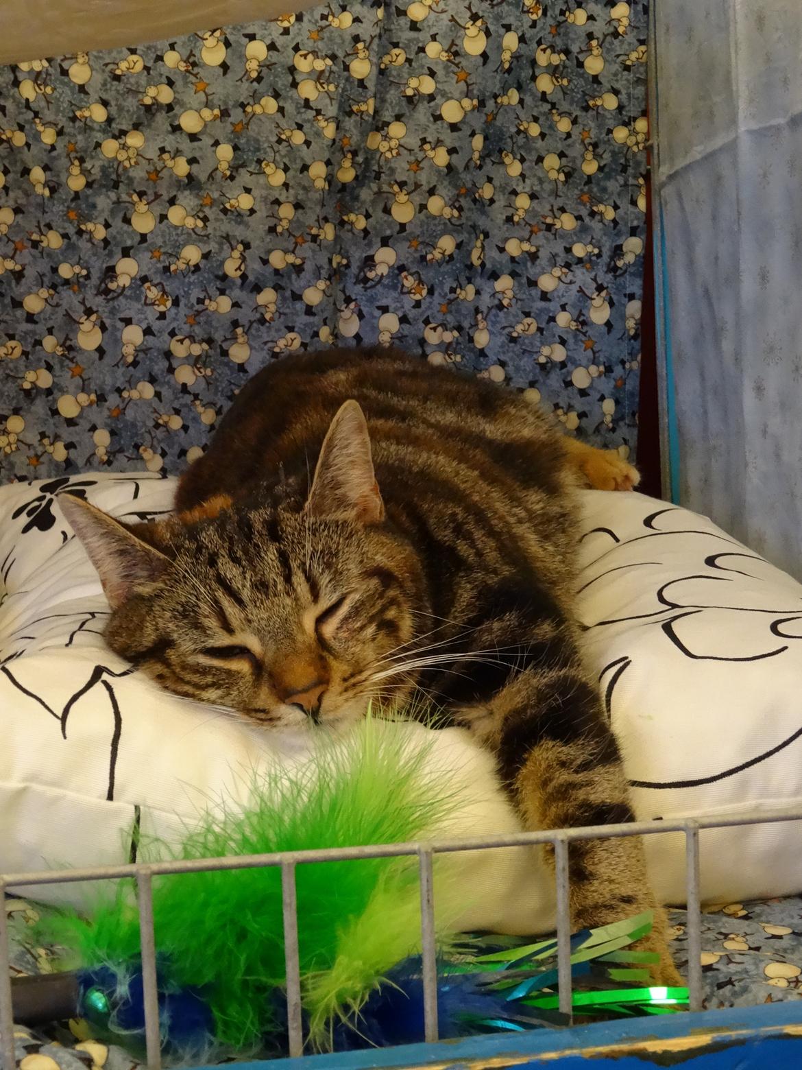 Europé DK Rothes Nellie billede 18