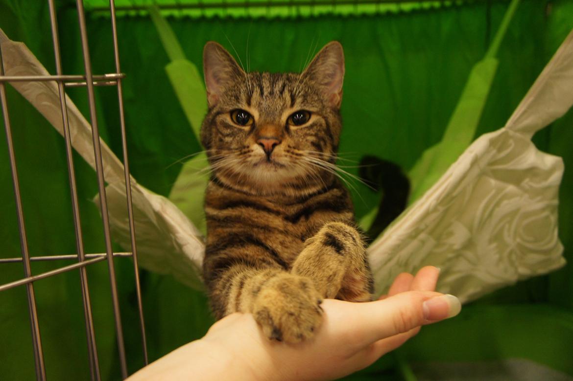 Europé DK Rothes Nellie billede 14