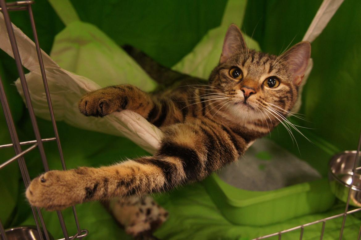 Europé DK Rothes Nellie billede 17