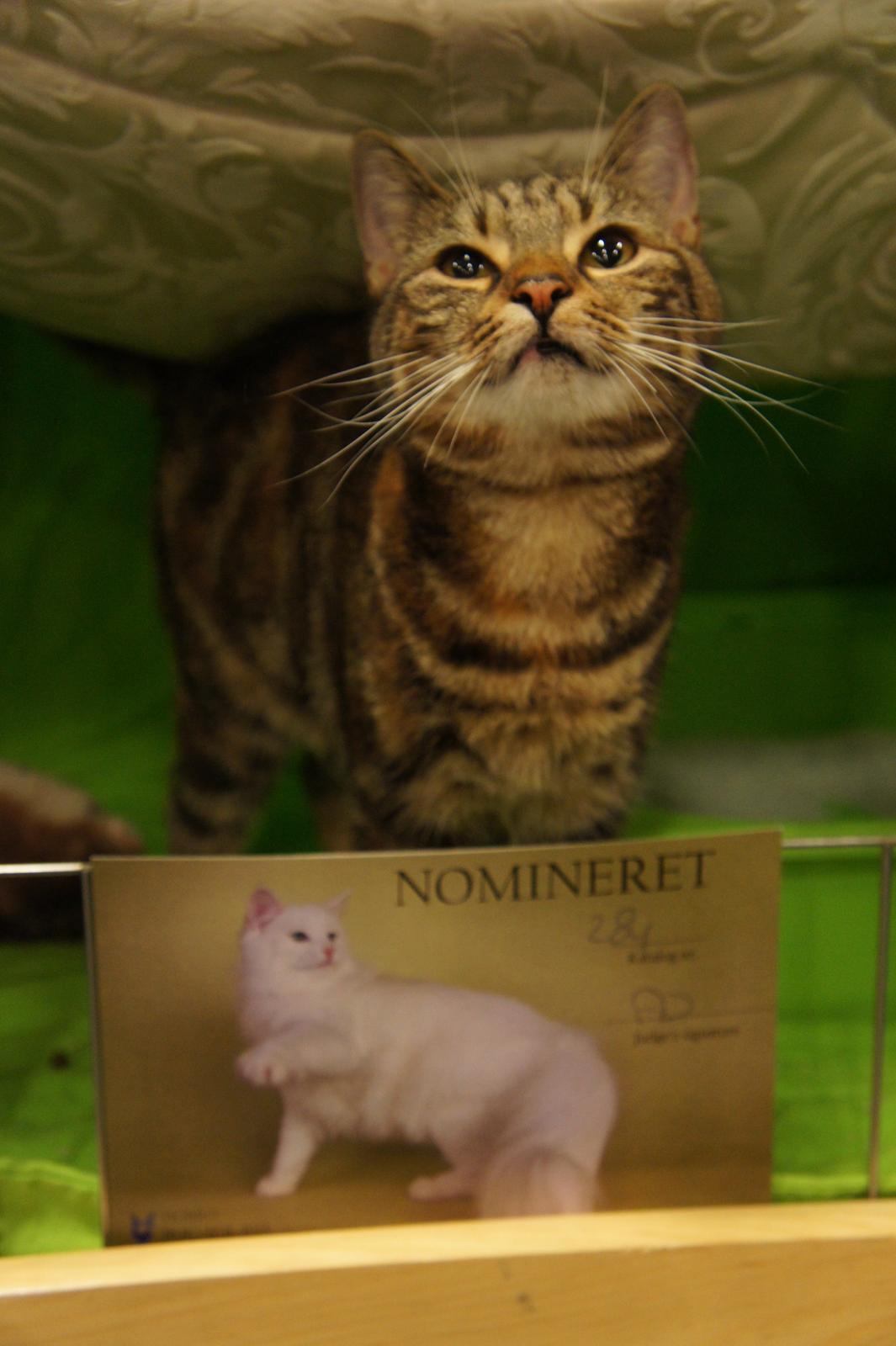 Europé DK Rothes Nellie billede 20