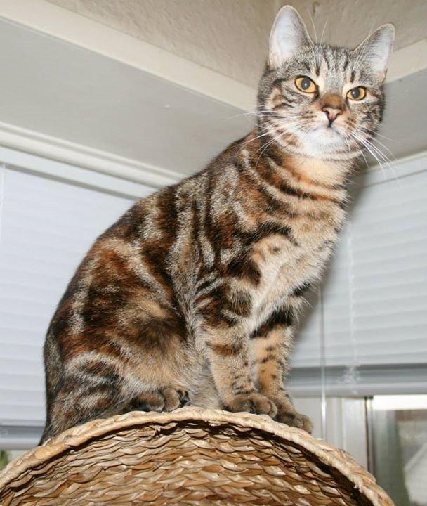 Europé DK Rothes Nellie billede 16