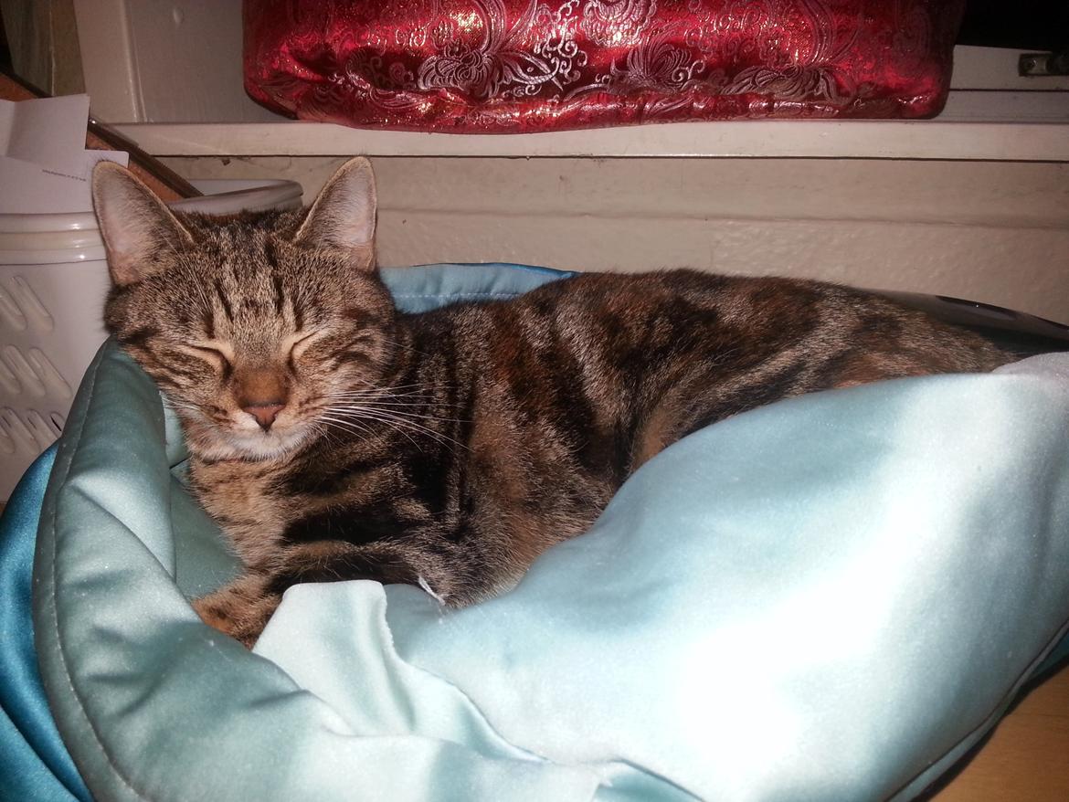 Europé DK Rothes Nellie billede 21