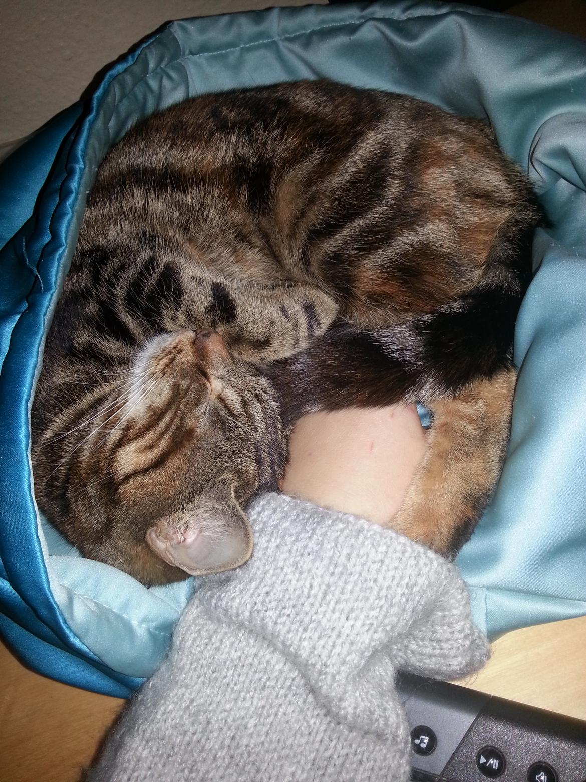 Europé DK Rothes Nellie billede 22