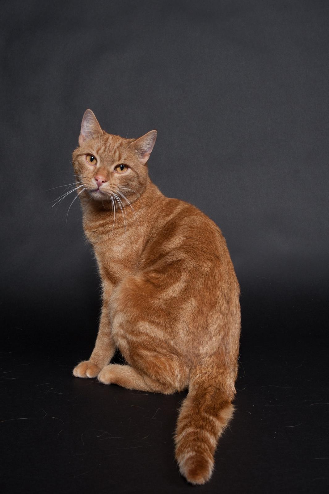 Europé DK Rothes Lukas billede 16