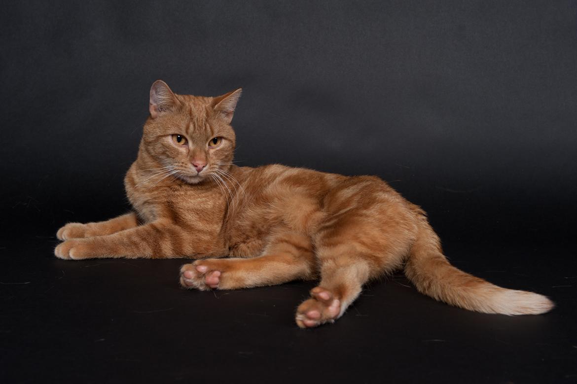 Europé DK Rothes Lukas billede 17