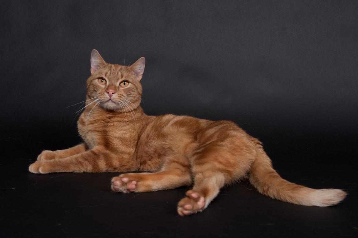 Europé DK Rothes Lukas billede 15