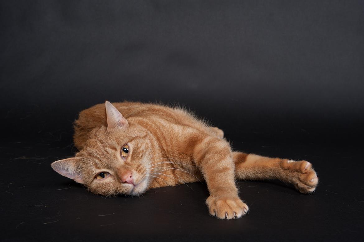 Europé DK Rothes Lukas billede 11