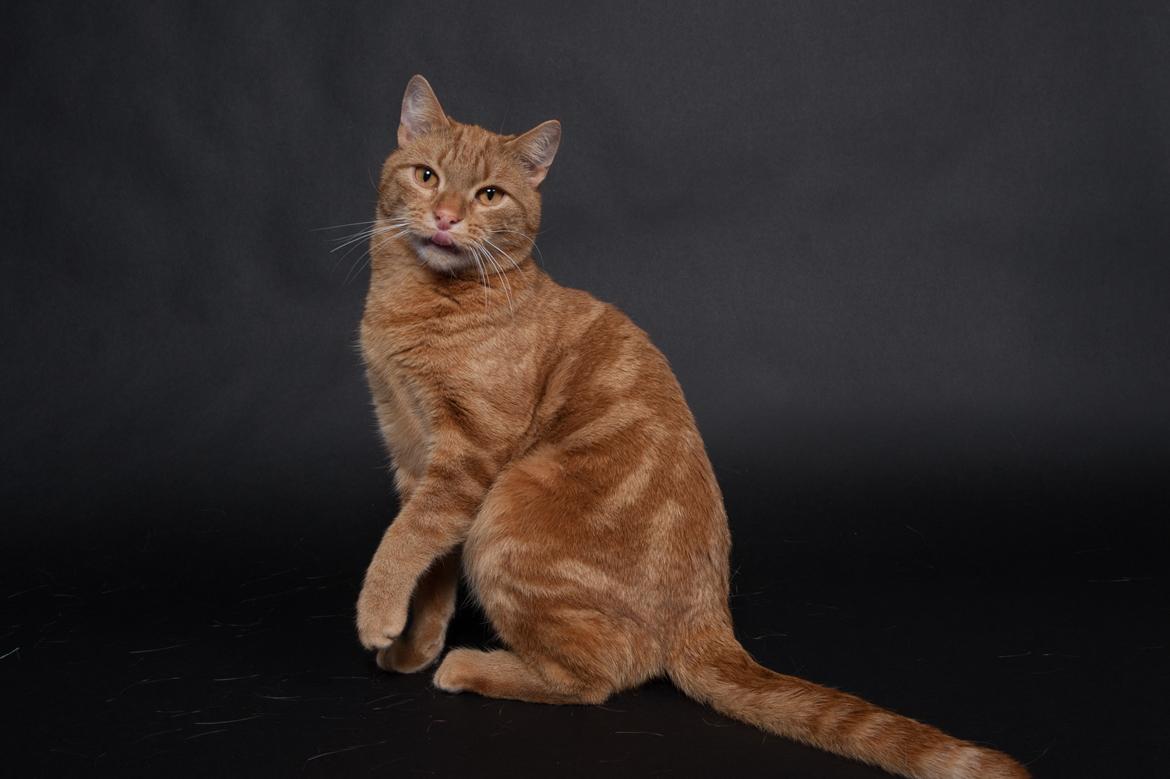 Europé DK Rothes Lukas billede 18