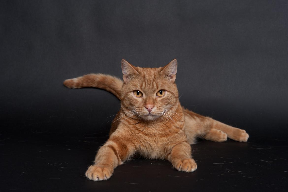 Europé DK Rothes Lukas billede 14