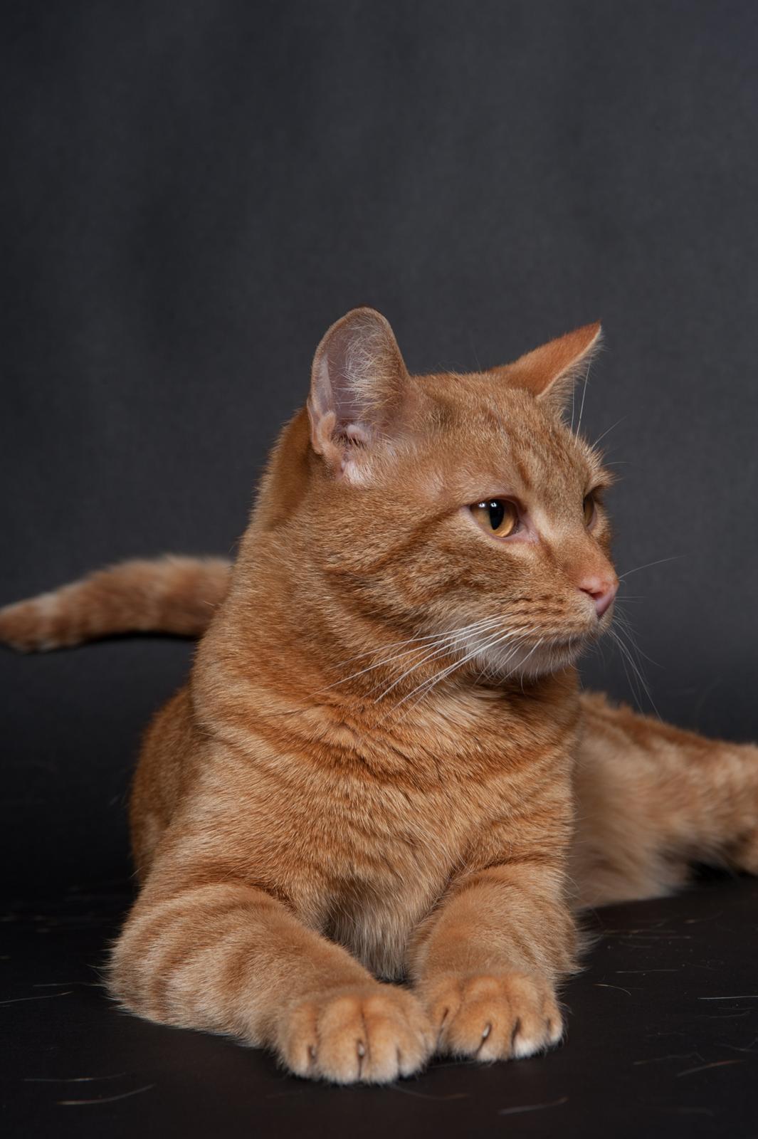 Europé DK Rothes Lukas billede 13