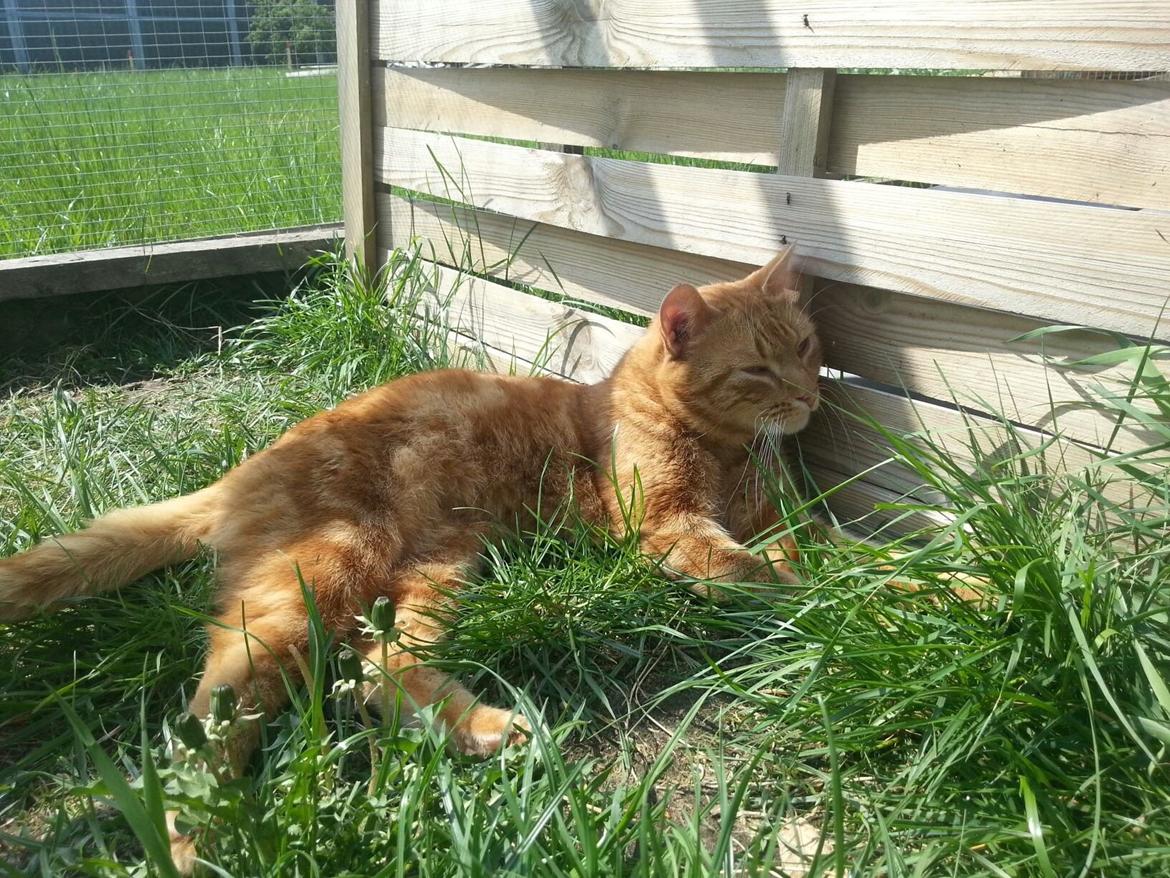 Europé DK Rothes Lukas billede 19