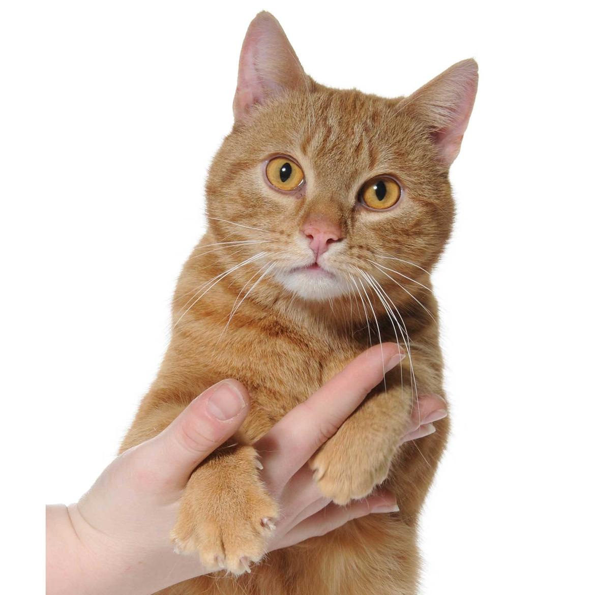 Europé DK Rothes Lukas billede 20