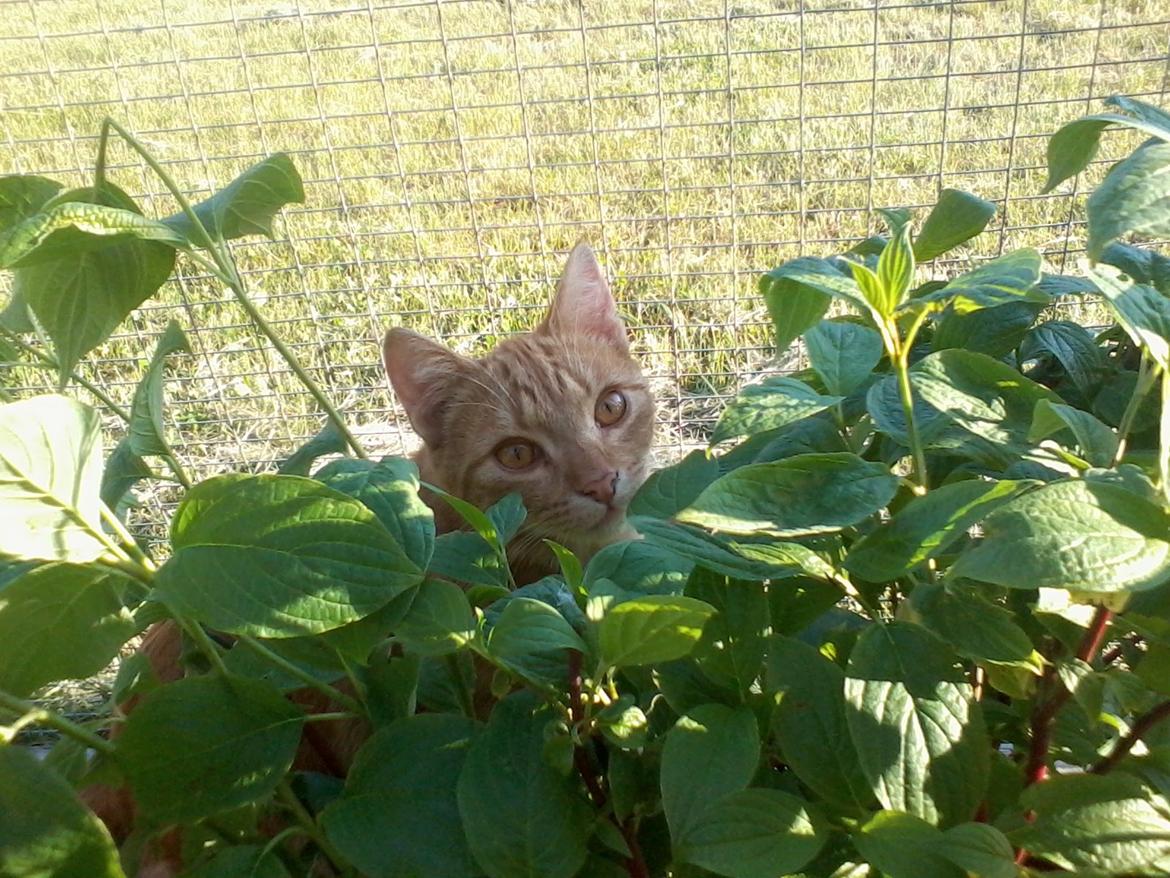 Europé DK Rothes Lukas billede 21